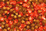 SHAREKI キラキラクリスタルボール ラインストーン チェコ産 オレンジ